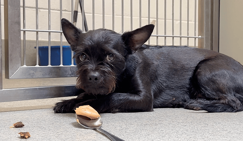 Ryder - Sitting with dogs 98